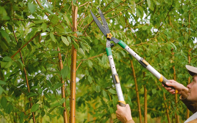 Tree trimming in Belvidere, SD